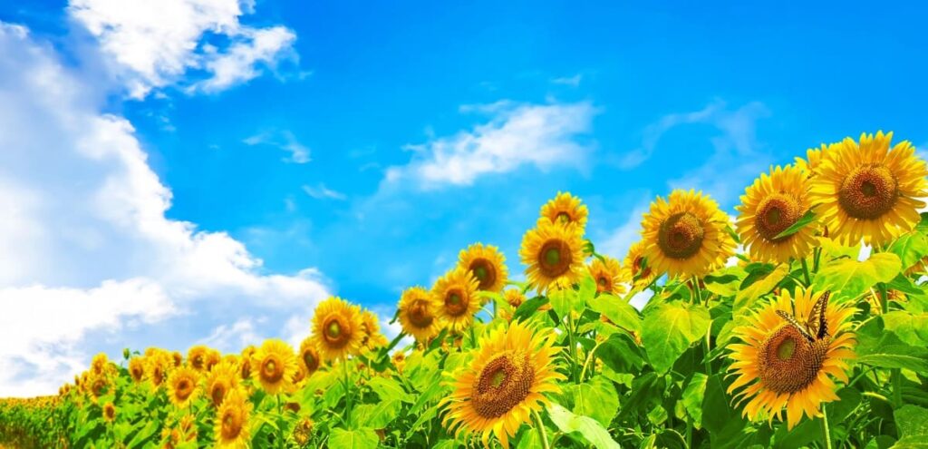 sun flowers and the blue sky