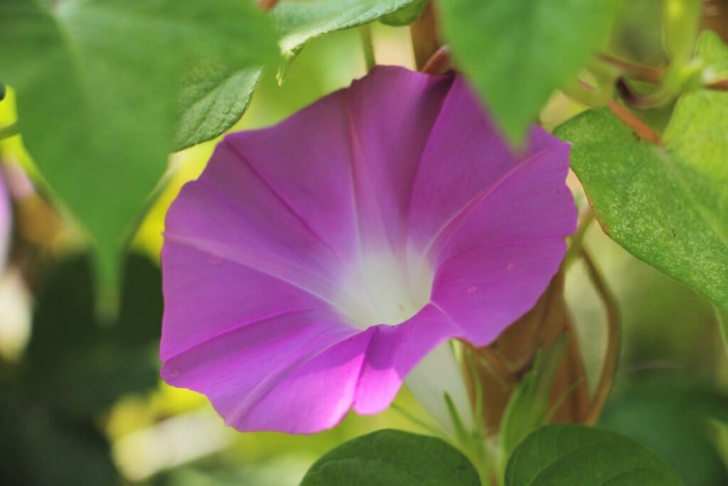 Asagao (Morning Glory) in Japan