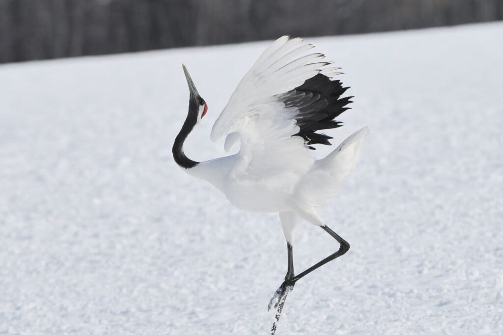 Japanese crane standing gracefully in a natural setting
