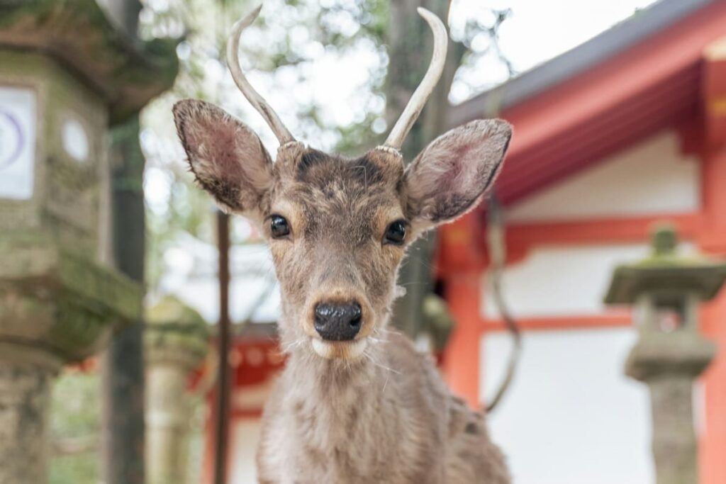 Sacred deer walking freely in Nara Japan