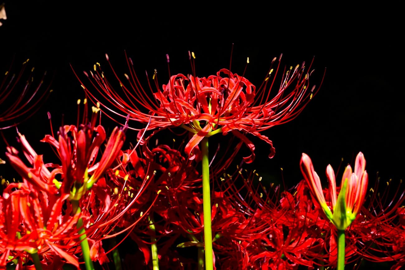 Higanbana- red spider lily in Japan