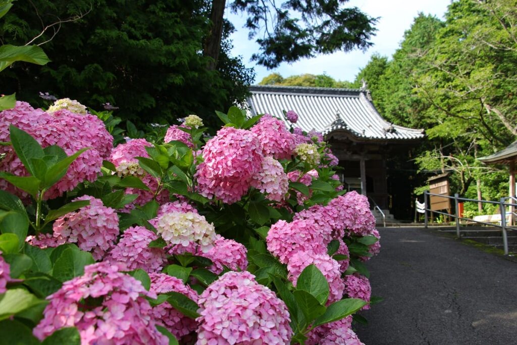 Ajisai Hidrangea with a temple in Japan