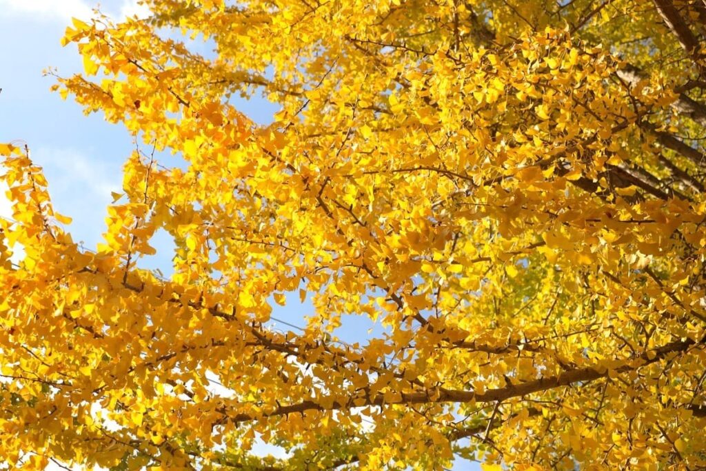 Ginkgo (Icho) in Japan