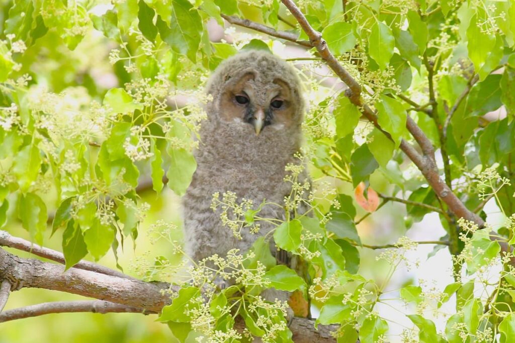 Japanese owl figurine used as a good luck charm