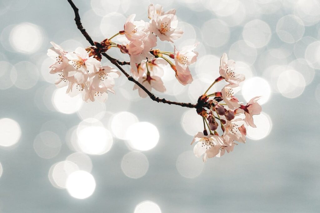 Beautiful cherry blossoms flowers (sakura) in Japan