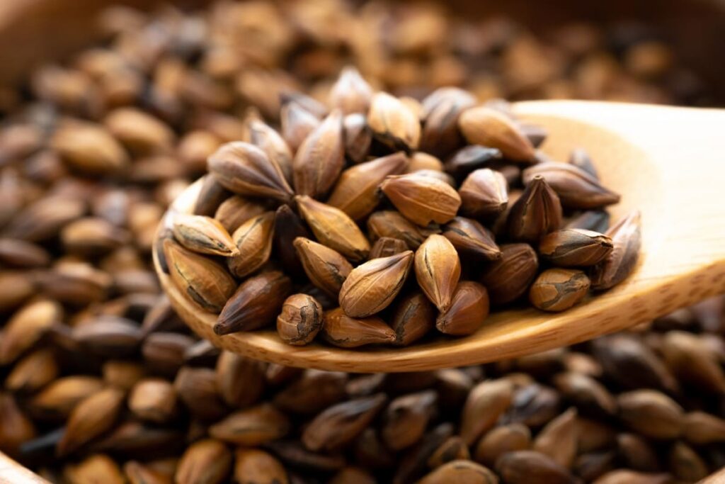 Barley