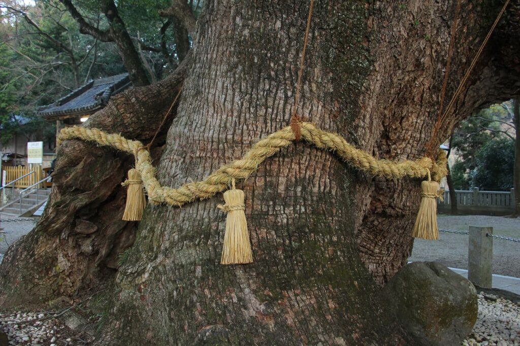 Goshinboku-1000 year old tree and shimenawa