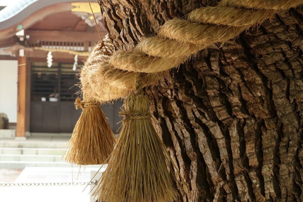 1000 years old tree and shimenawa
